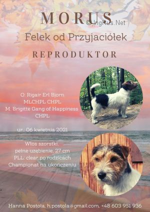 Dog Photo