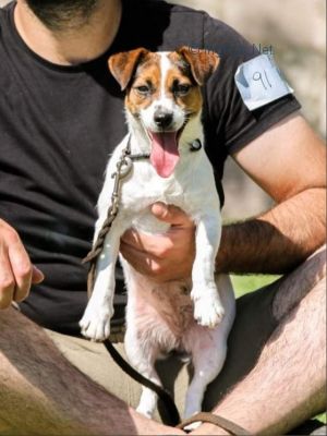 Dog Photo