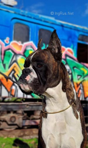 Dog Photo