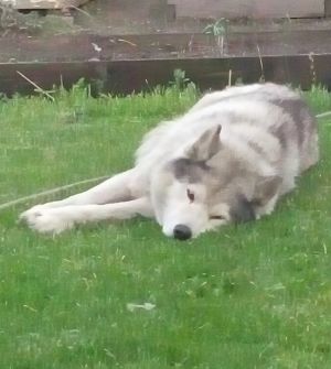 Dog Photo