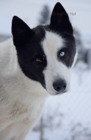 Dog Photo