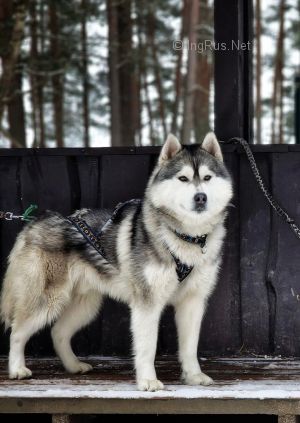 Dog Photo