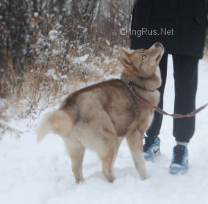 Dog Photo