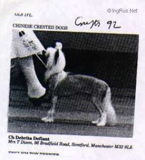 Dog Photo
