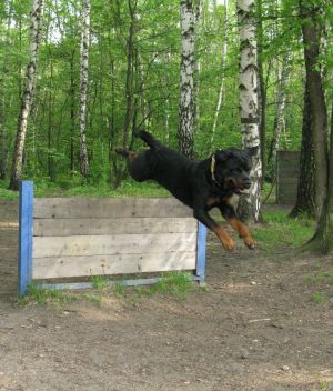 Dog Photo