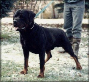 Dog Photo