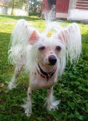 Dog Photo
