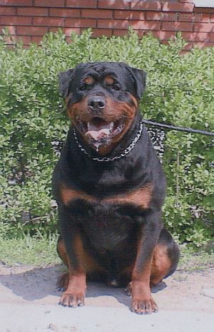 Dog Photo