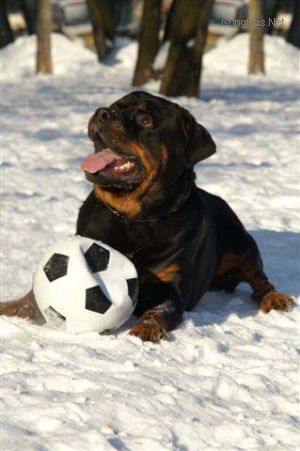 Dog Photo