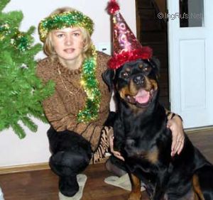 Dog Photo