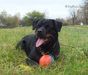 Dog Photo