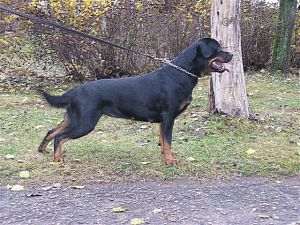 Dog Photo