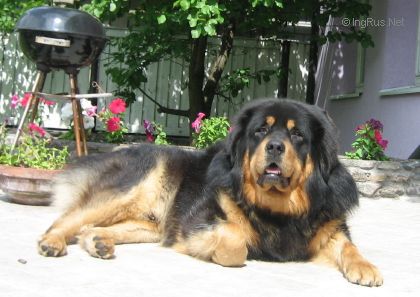 Dog Photo