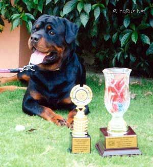 Dog Photo