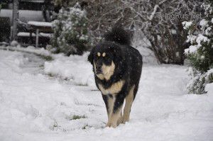 Dog Photo