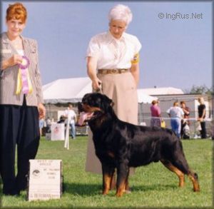 Dog Photo
