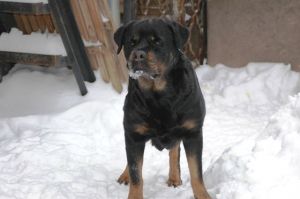 Dog Photo