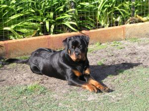 Dog Photo