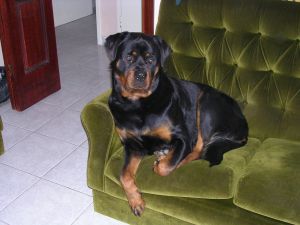 Dog Photo