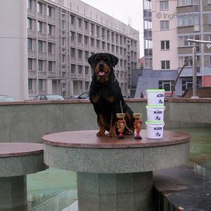 Dog Photo