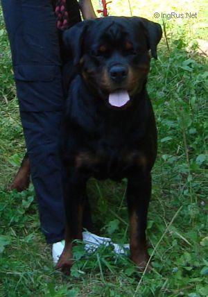 Dog Photo