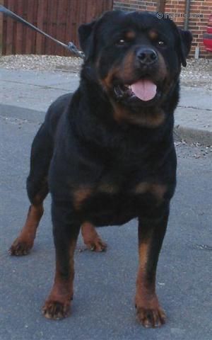 Dog Photo