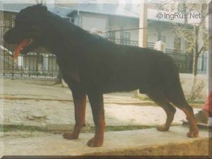 Dog Photo