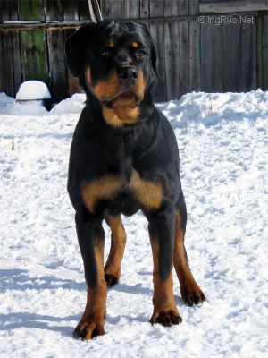 Dog Photo