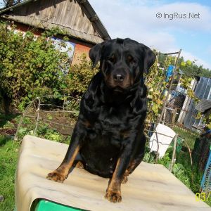 Dog Photo