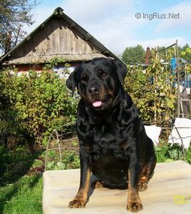 Dog Photo