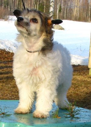 Dog Photo