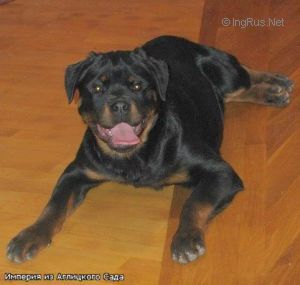 Dog Photo