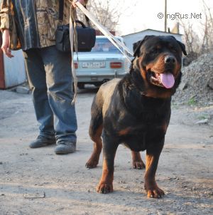 Dog Photo