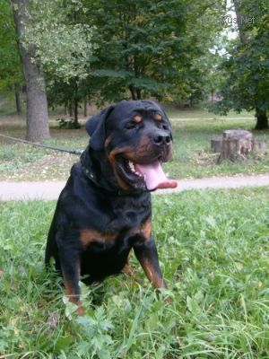 Dog Photo