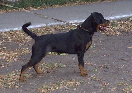 Dog Photo
