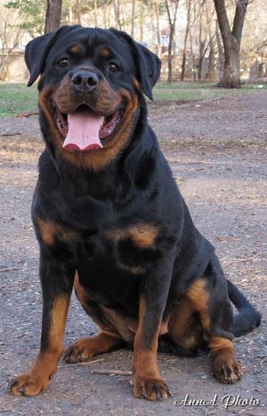 Dog Photo