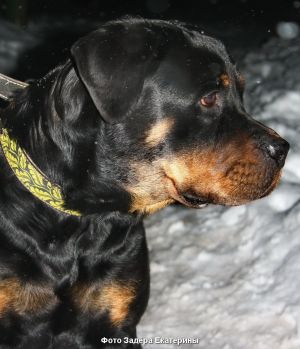Dog Photo