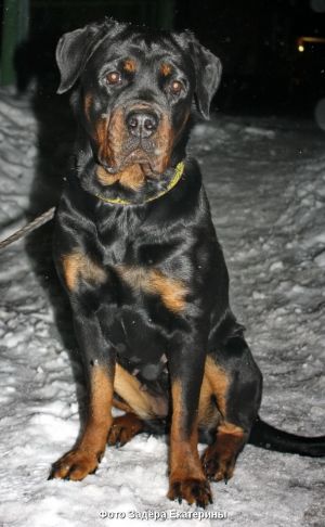 Dog Photo