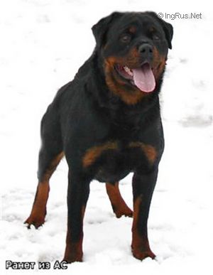 Dog Photo