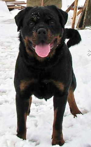 Dog Photo