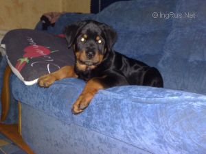 Dog Photo