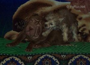 Dog Photo