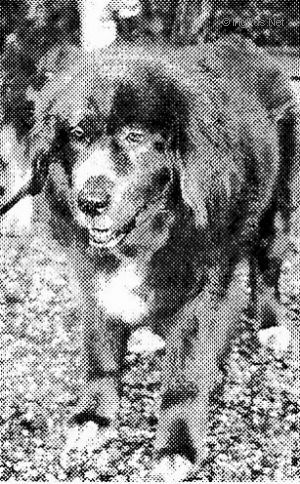 Dog Photo