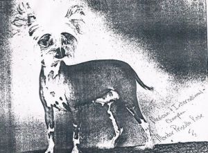 Dog Photo