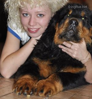 Dog Photo