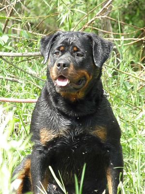 Dog Photo