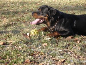 Dog Photo