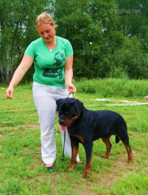 Dog Photo
