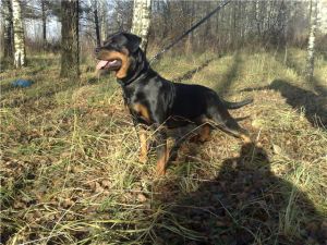 Dog Photo
