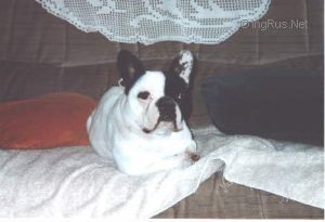 Dog Photo